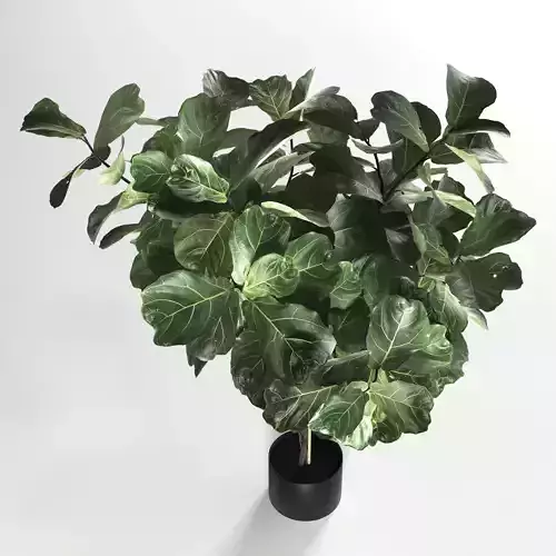 Ficus in Woven Seagrass Basket VR 2