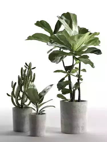 Cactus and Ficus in Pots 3D model