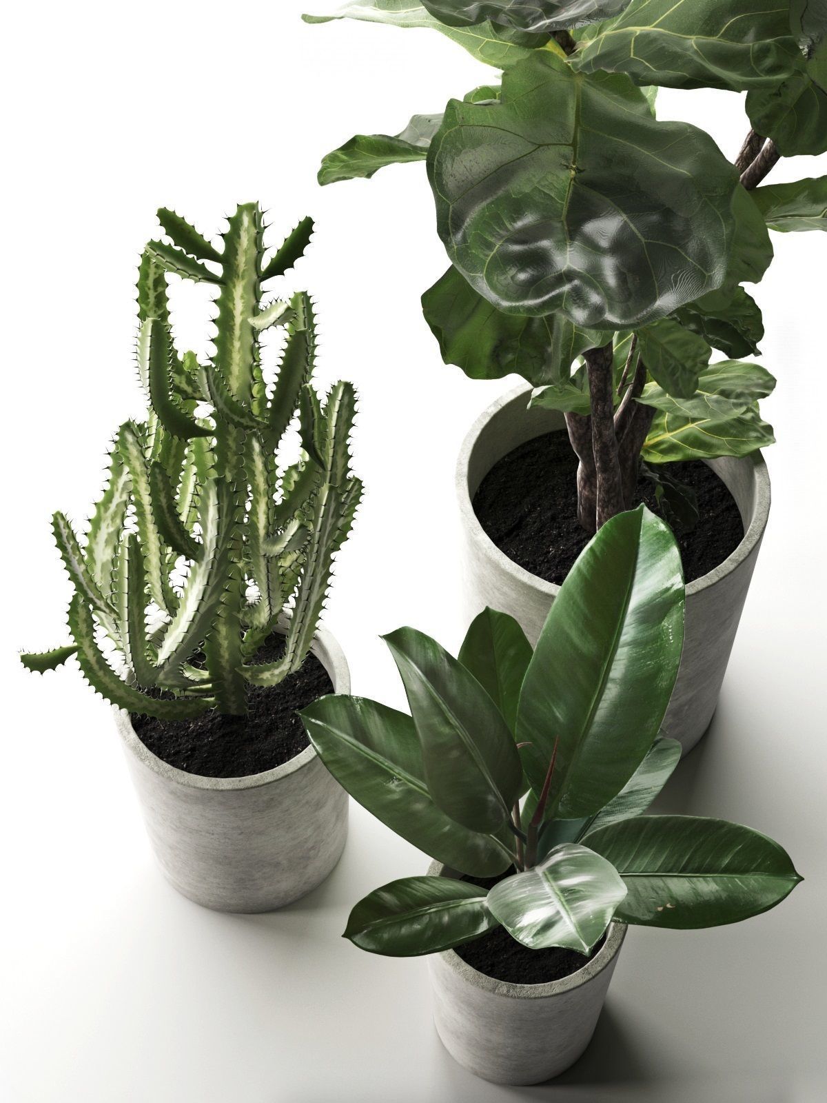 Cactus and Ficus in Pots 3D model_2