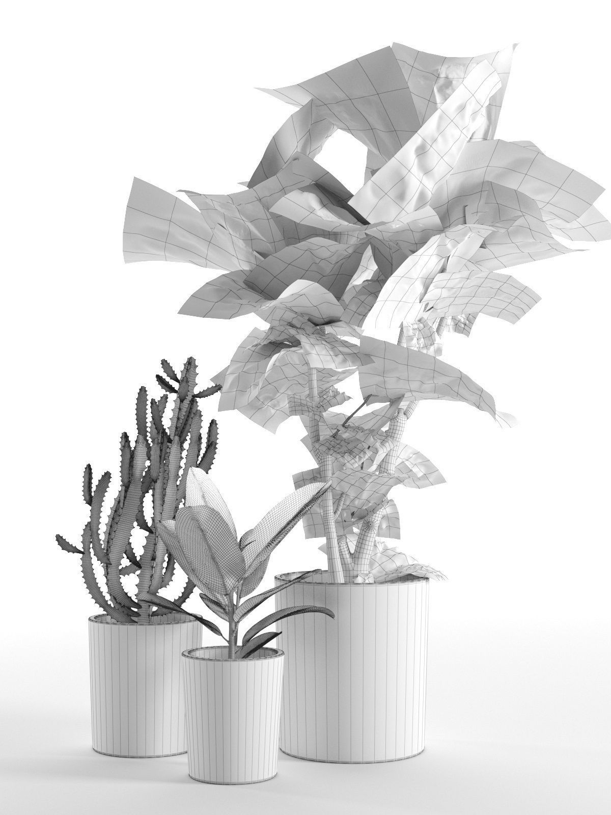 Cactus and Ficus in Pots 3D model_4