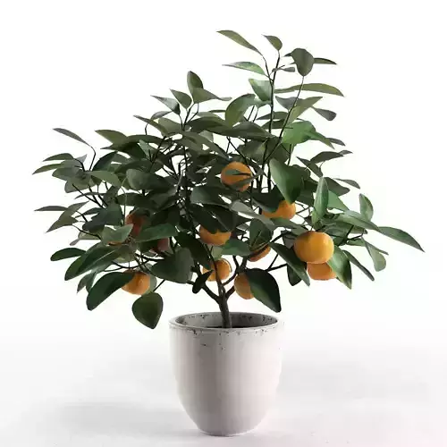Citrus Tree in Pot