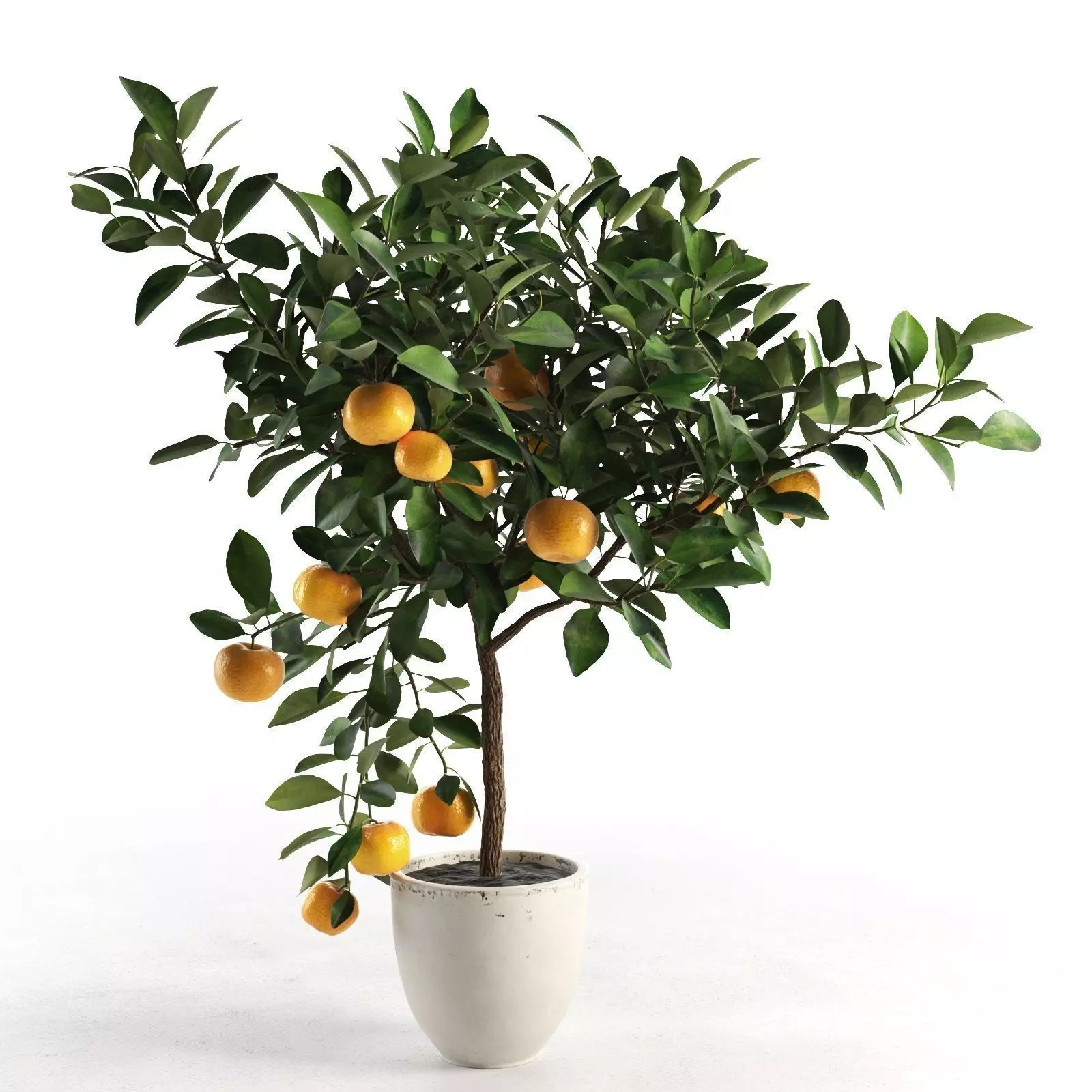 Citrus Tree in Pot 2 3D model_0