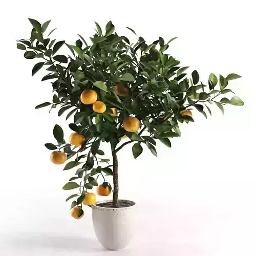 Citrus Tree in Pot 2 3D model