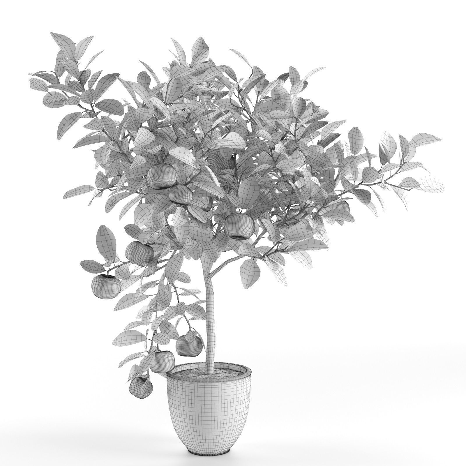 Citrus Tree in Pot 2 3D model_5
