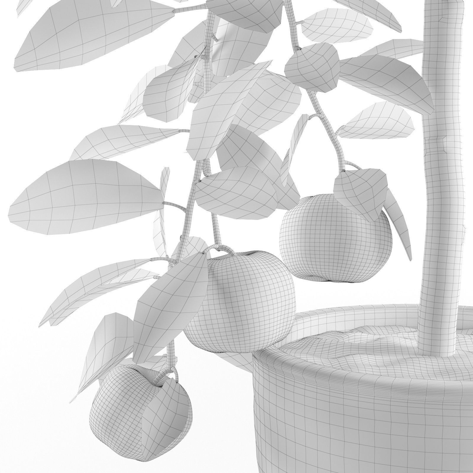 Citrus Tree in Pot 2 3D model_6