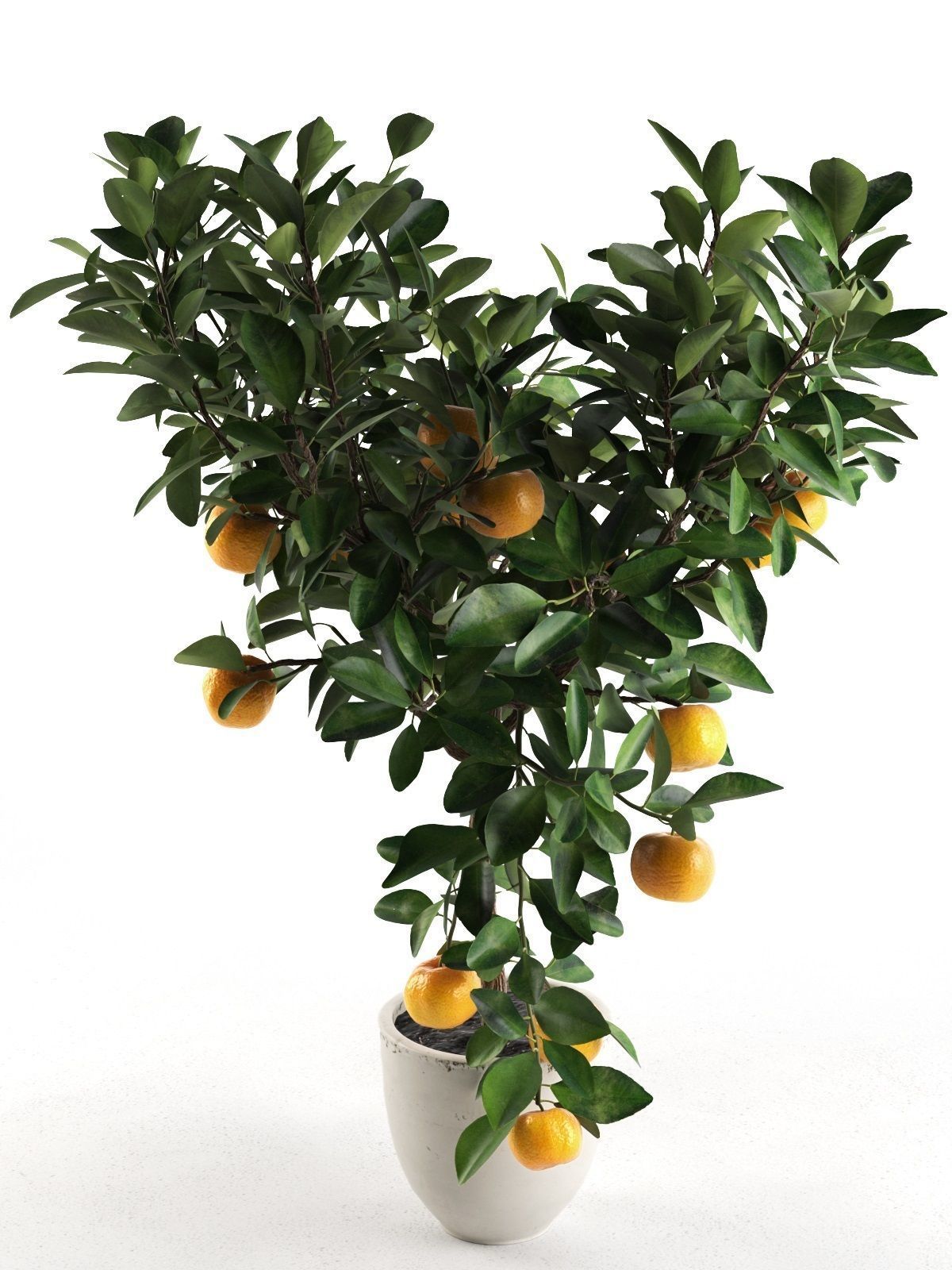 Citrus Tree in Pot 2 3D model_1