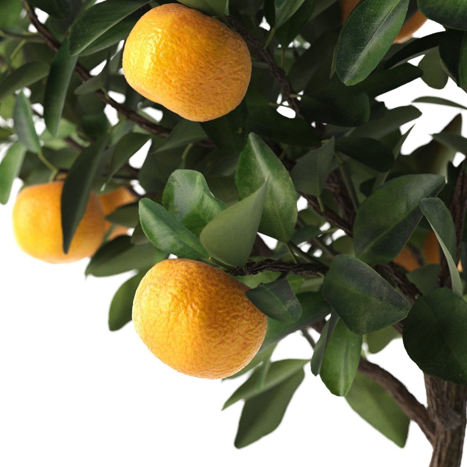 Citrus Tree in Pot 2 3D model_3