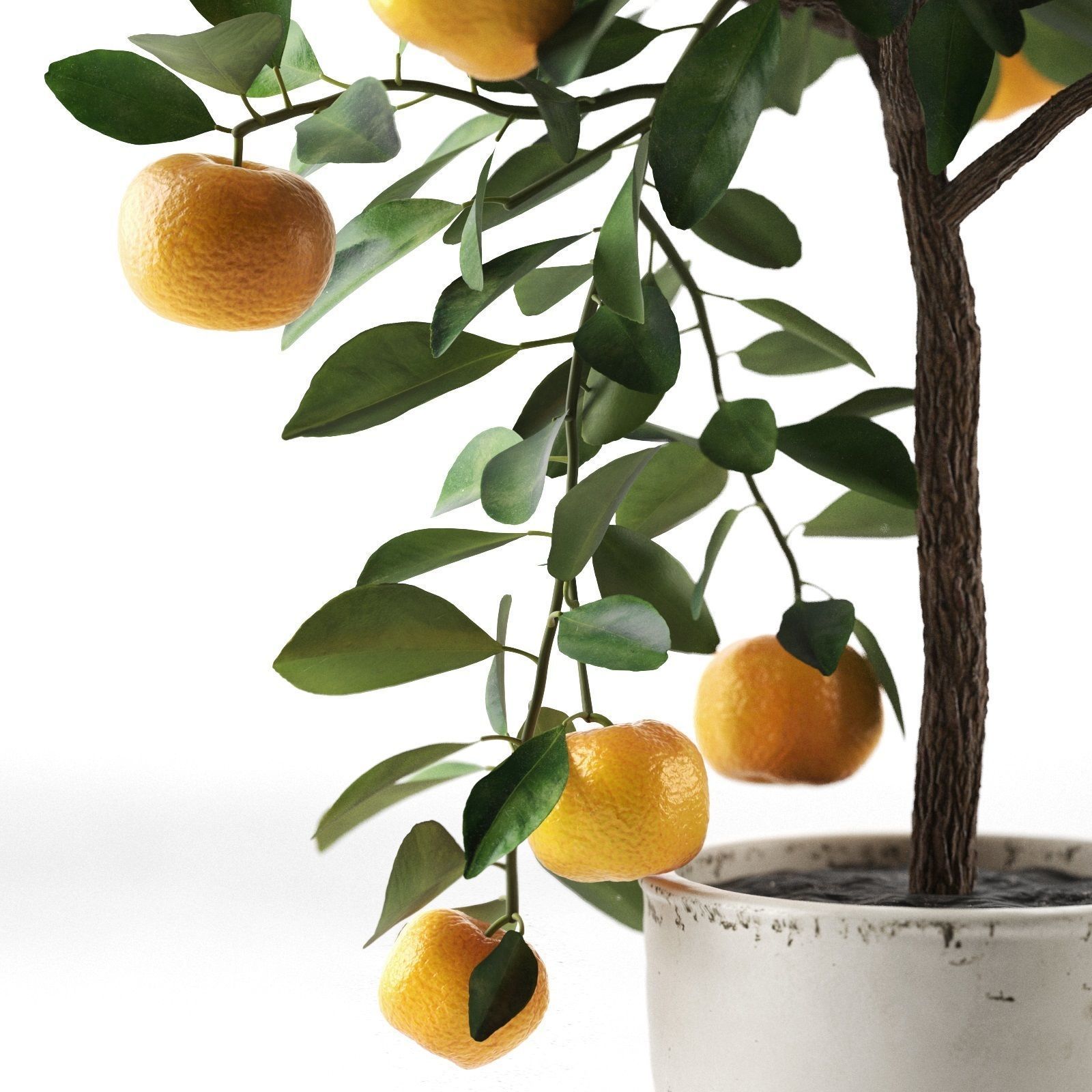 Citrus Tree in Pot 2 3D model_2