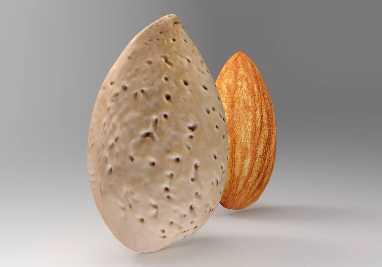 Almond 3D Model two almonds 3D model_0