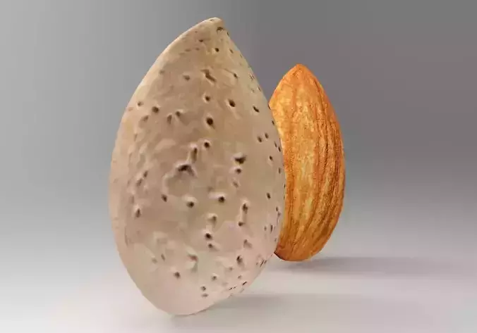 Almond 3D Model two almonds