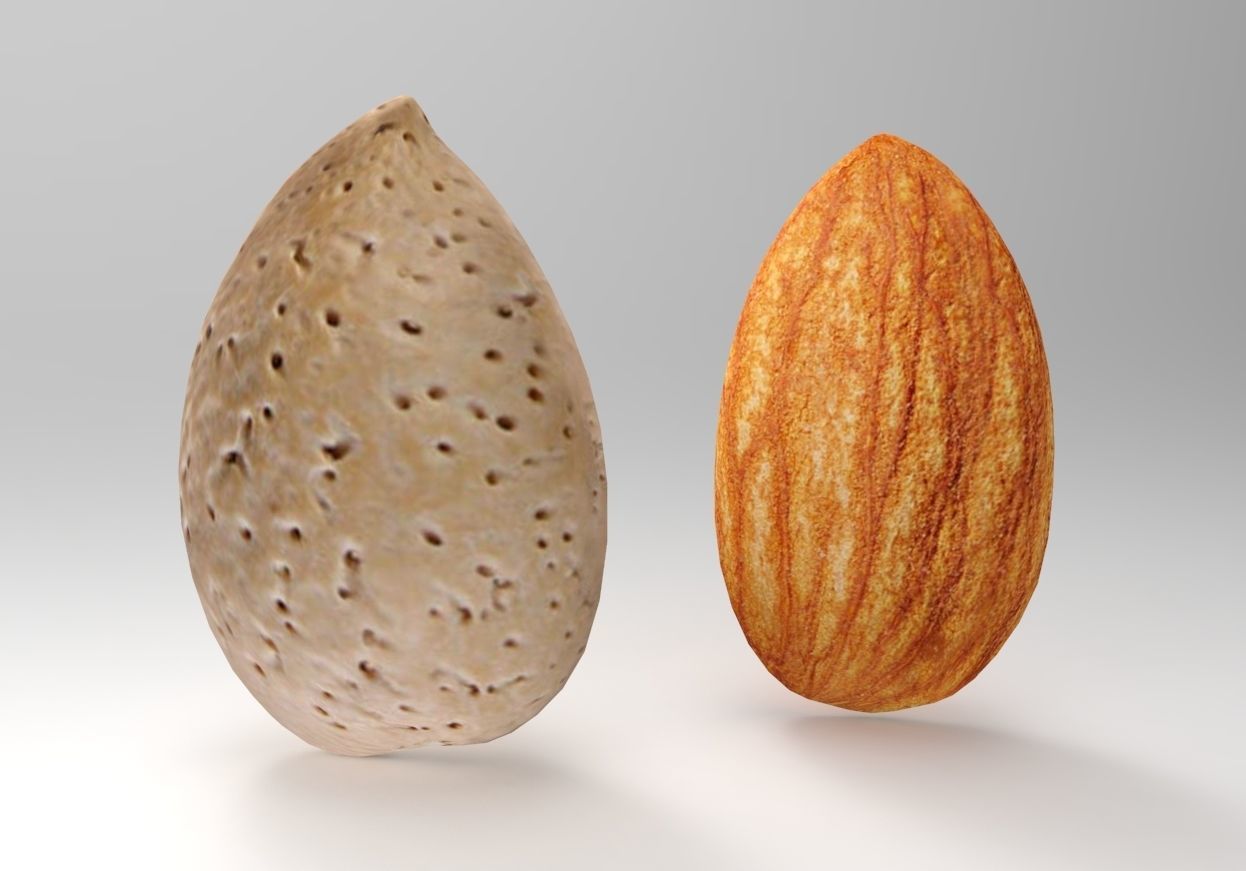 Almond 3D Model two almonds 3D model_3