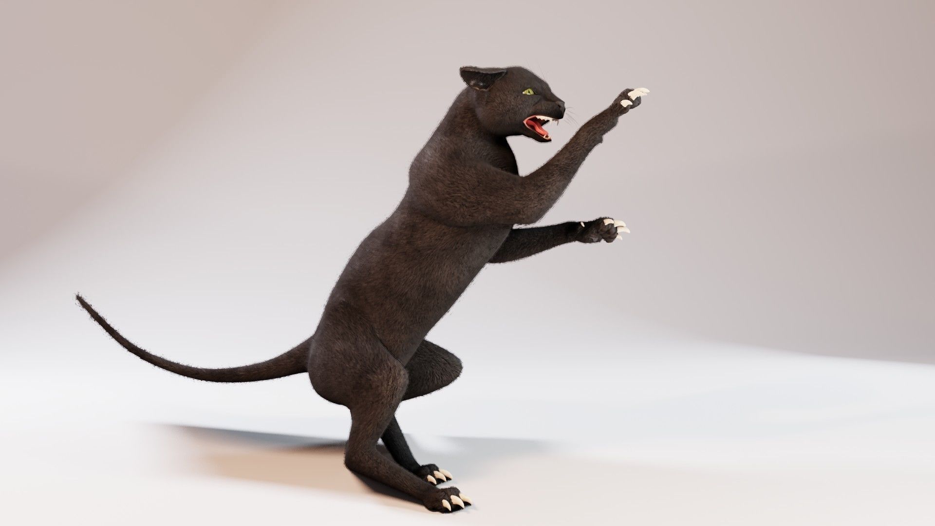 Cat black Rigged Low-poly 3D model_11