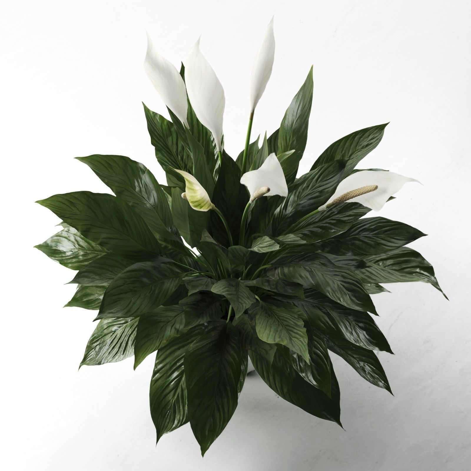 Peace Lily in Pot 3D model_1