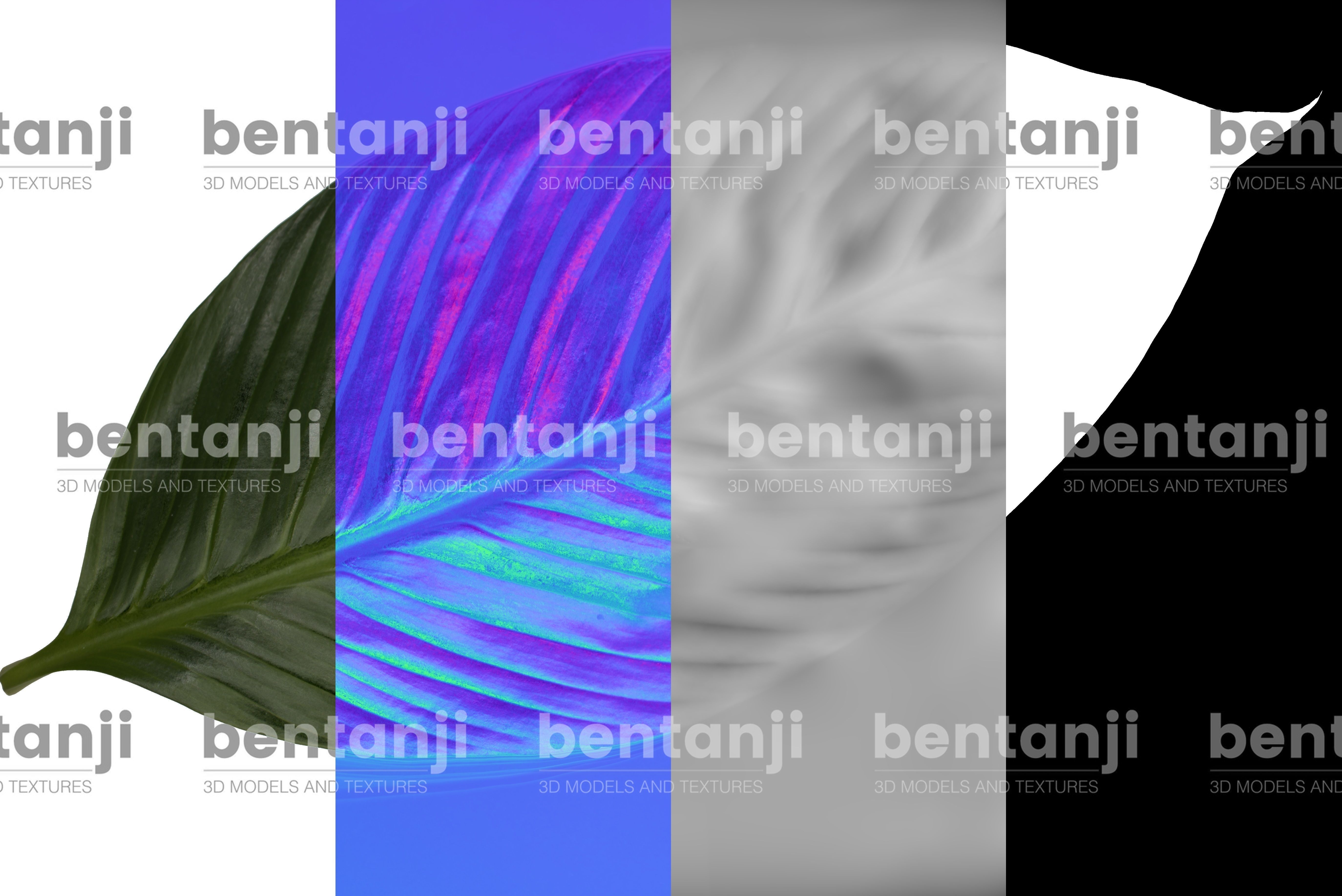 Peace Lily in Pot 3D model_3