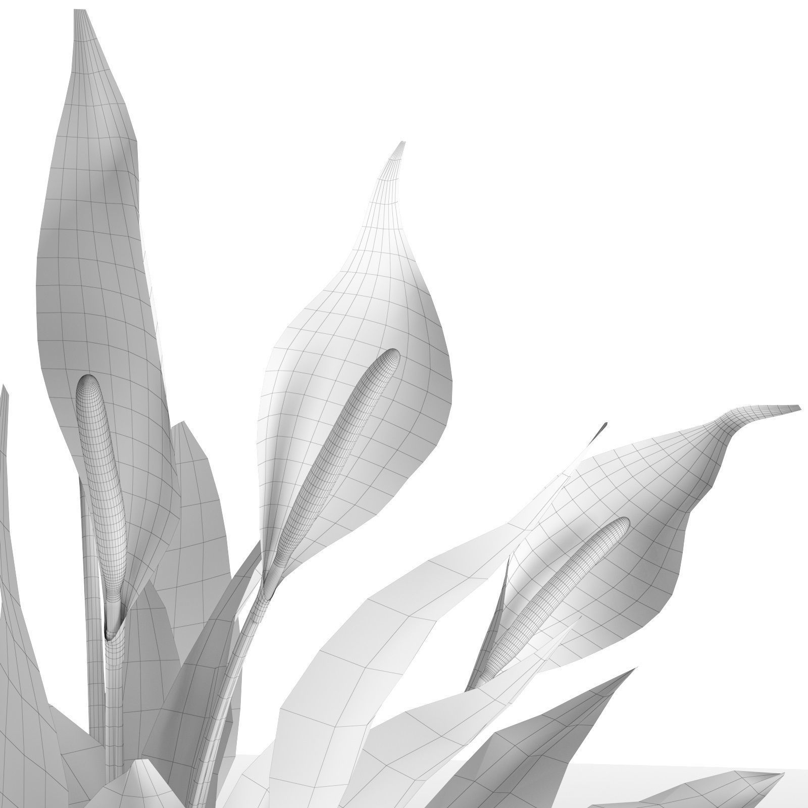 Peace Lily in Pot 3D model_5