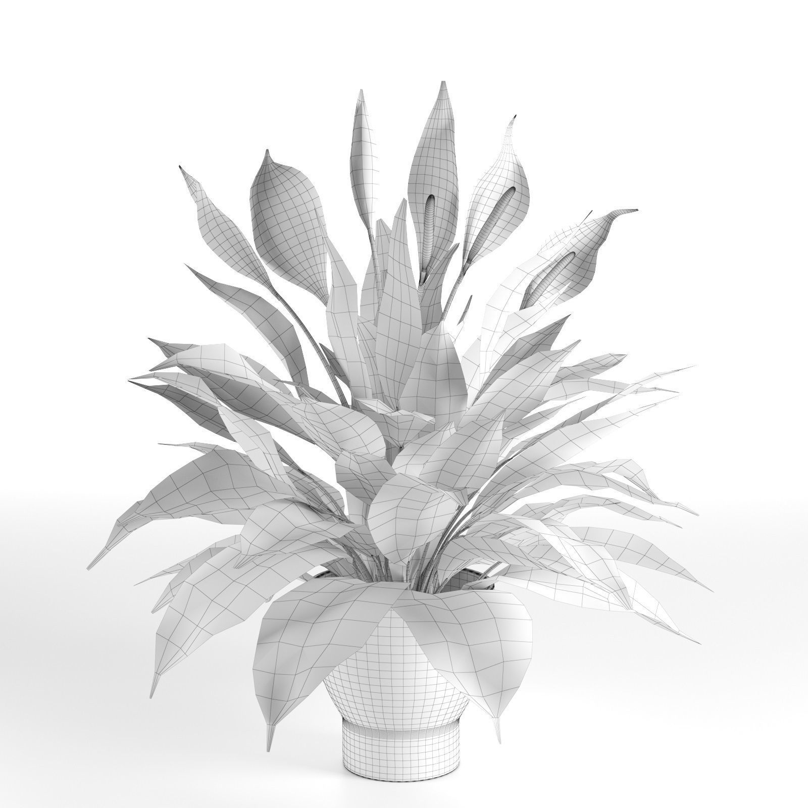 Peace Lily in Pot 3D model_4