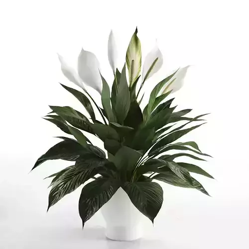 Peace Lily in Pot