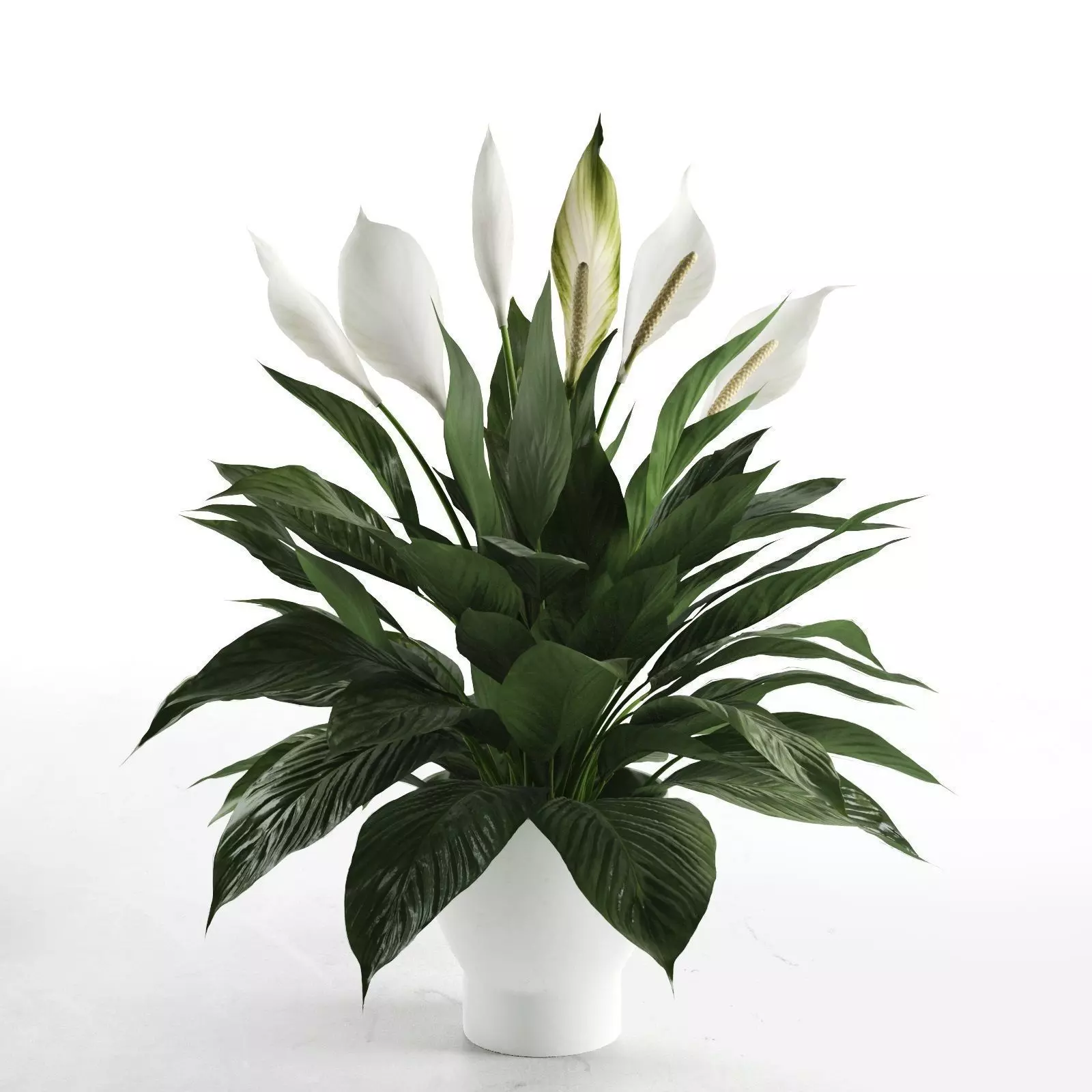 Peace Lily in Pot 3D model_0
