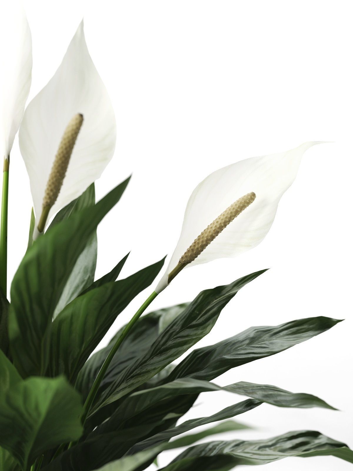 Peace Lily in Pot 3D model_2