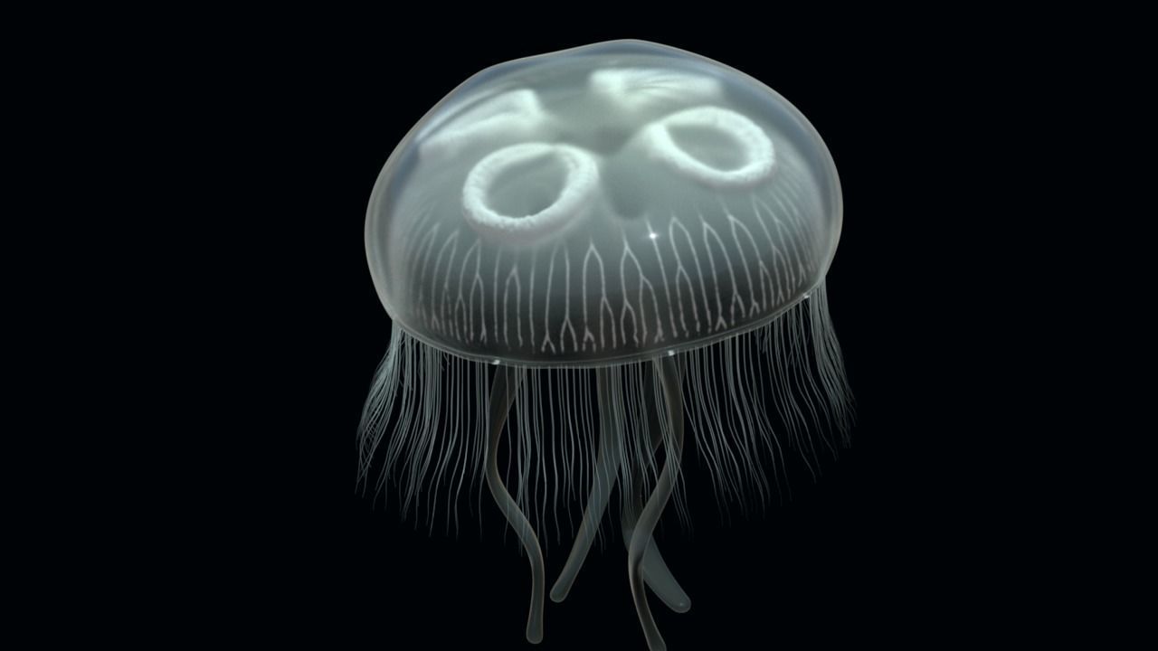 Jellyfish rigged and animated for Cinema 4d Low-poly 3D model_3