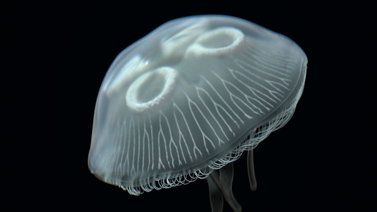Jellyfish rigged and animated for Cinema 4d Low-poly 3D model_9