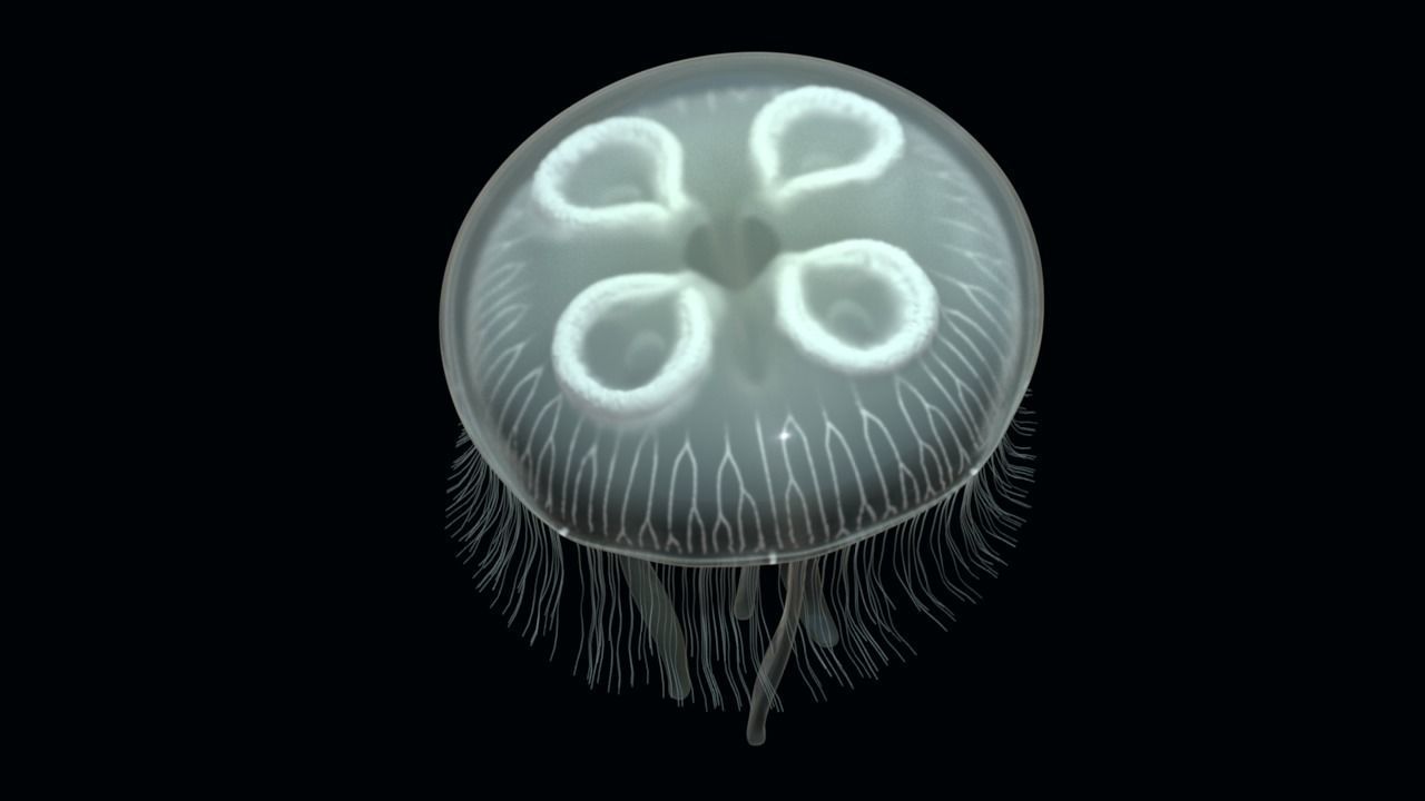 Jellyfish rigged and animated for Cinema 4d Low-poly 3D model_4