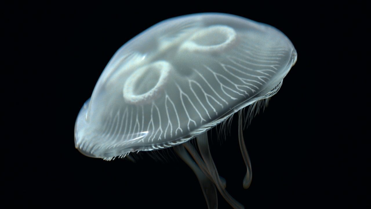 Jellyfish rigged and animated for Cinema 4d Low-poly 3D model_7