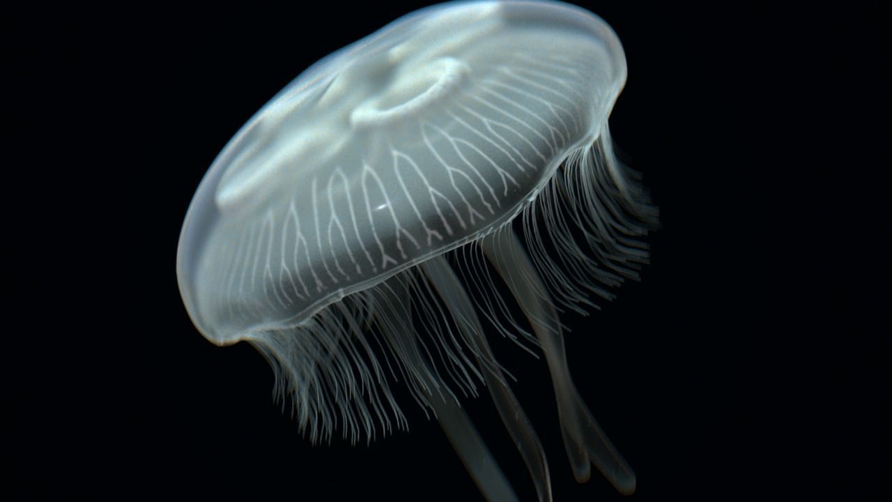 Jellyfish rigged and animated for Cinema 4d Low-poly 3D model_2