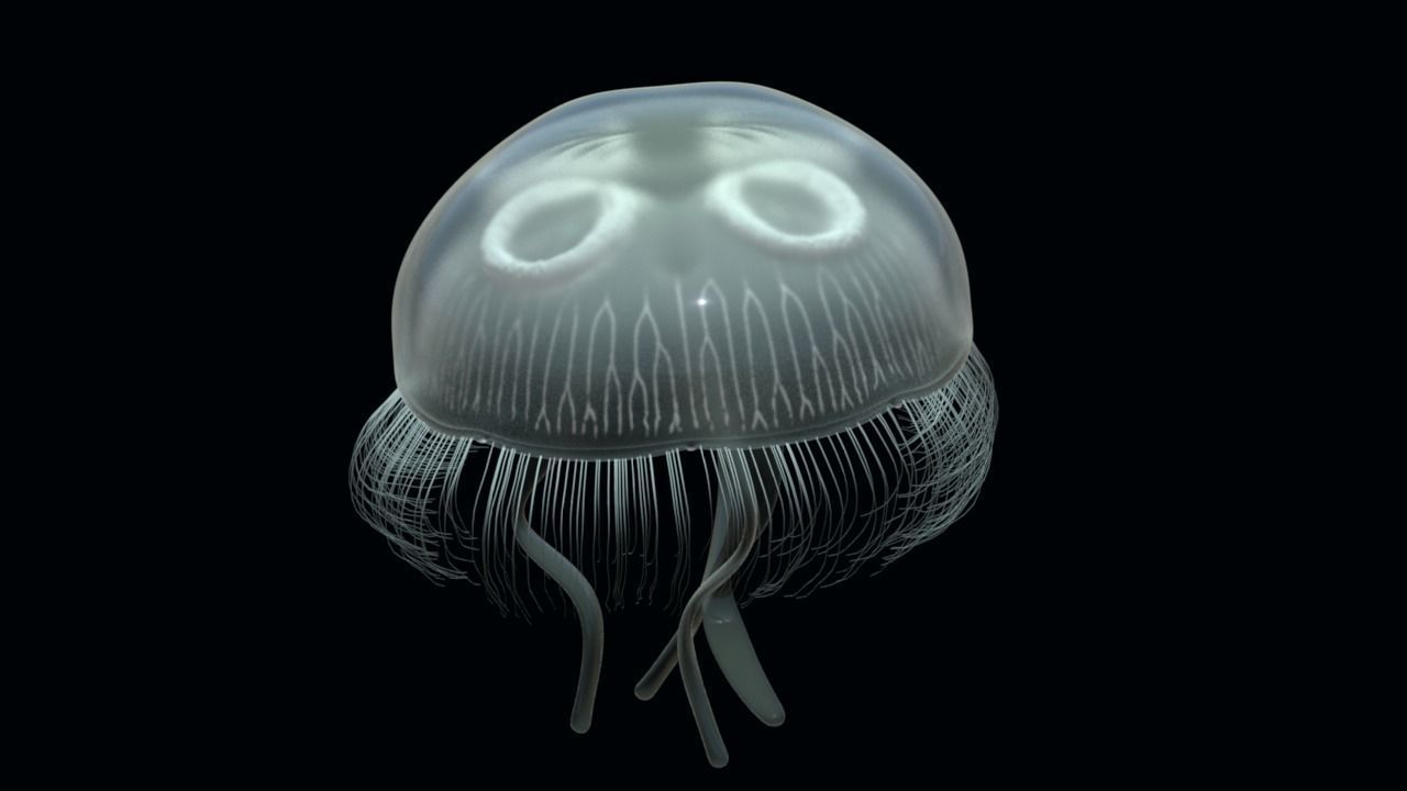 Jellyfish rigged and animated for Cinema 4d Low-poly 3D model_10