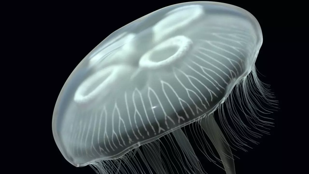 Jellyfish rigged and animated for Cinema 4d Low-poly 3D model_0