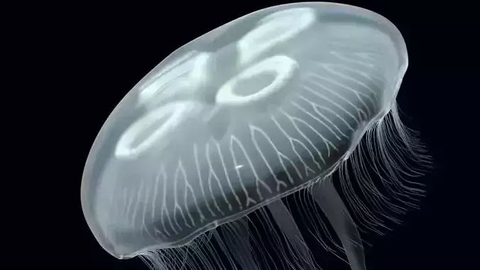 Jellyfish rigged and animated for Cinema 4d Low-poly 3D model