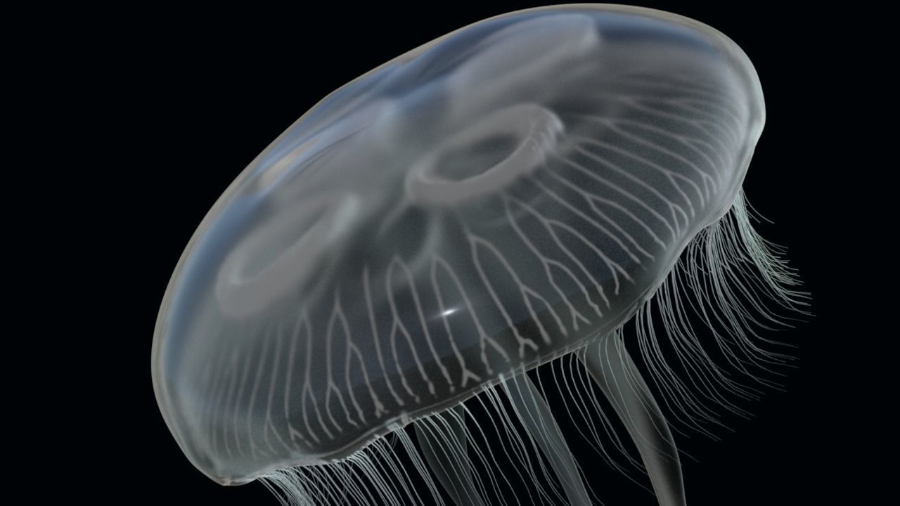 Jellyfish rigged and animated for Cinema 4d Low-poly 3D model_6