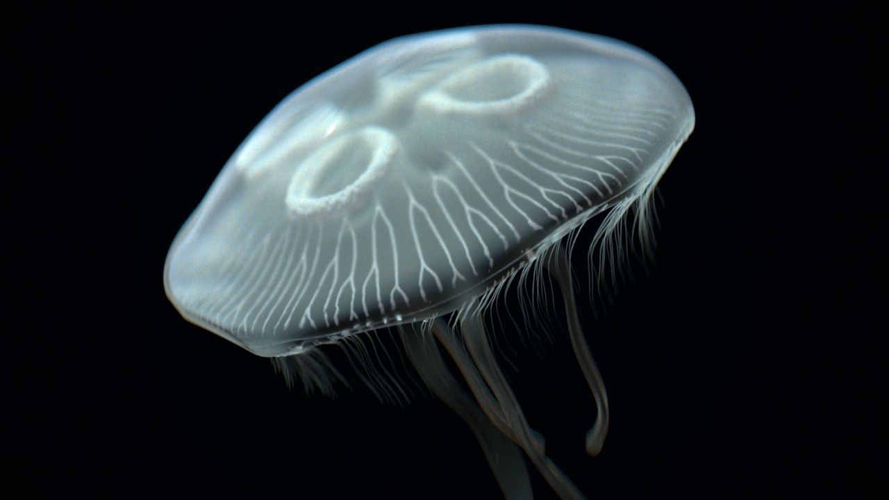Jellyfish rigged and animated for Cinema 4d Low-poly 3D model_8