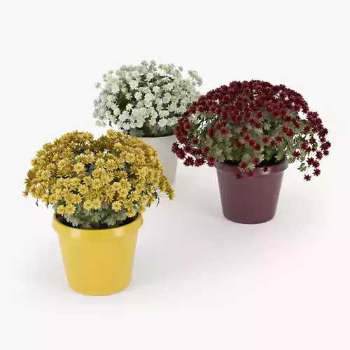 Chrysanthemum chrysanthemums in pots