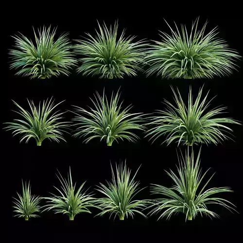 Plants for the exterior