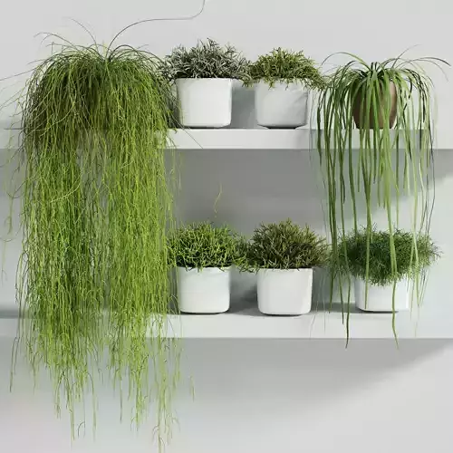 RHIPSALIS Set potted plants on shelf