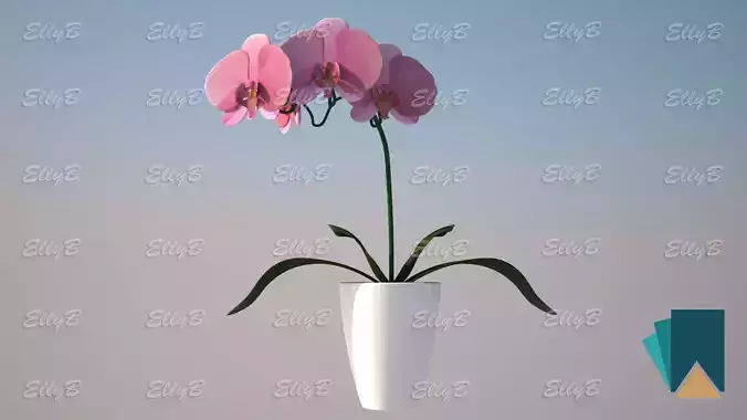 Pink Orchid