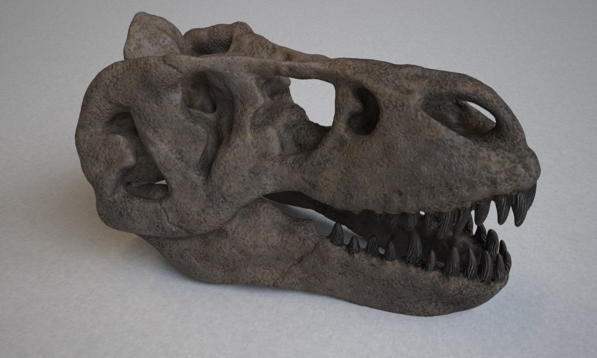 T-Rex Skull free 3D model 3D printable | CGTrader