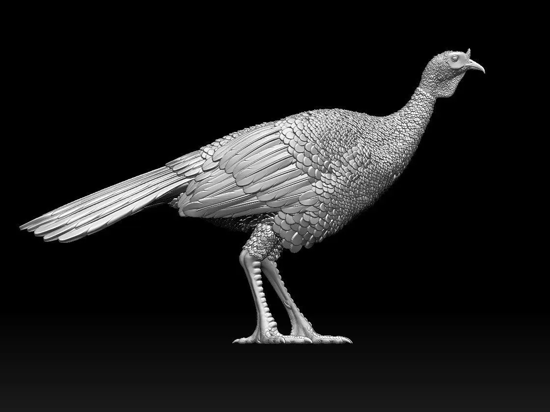 Turkey thanksgiving 3D print model_0