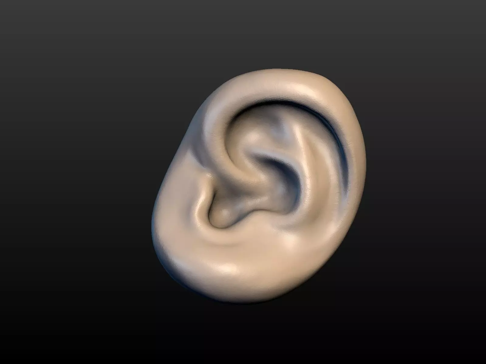 Round Ear 3D print model