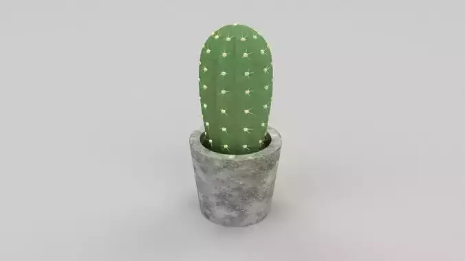 Small cacti plant