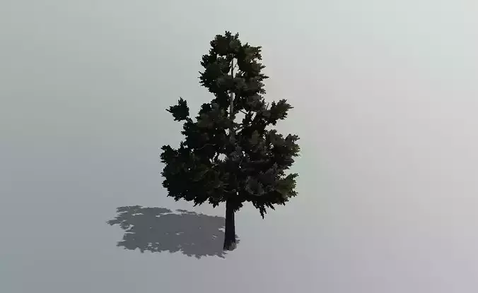 3D Pine Tree