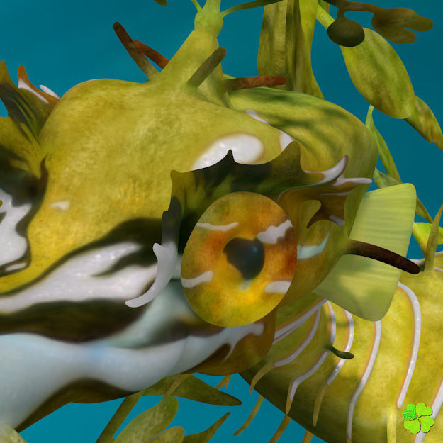 Leafy sea dragon rigged 3D model_14