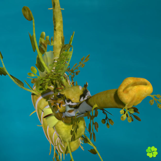 Leafy sea dragon rigged 3D model_17