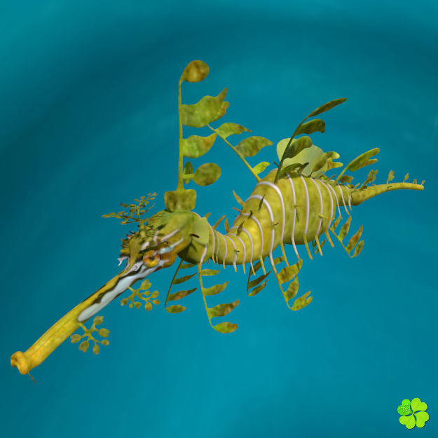 Leafy sea dragon rigged 3D model_10