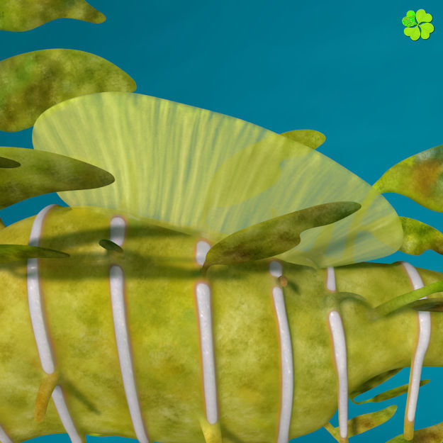 Leafy sea dragon rigged 3D model_3