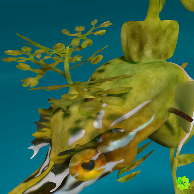Leafy sea dragon rigged 3D model_21