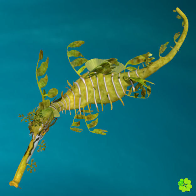 Leafy sea dragon rigged 3D model_27