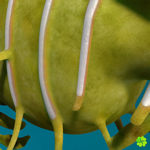 Leafy sea dragon rigged 3D model_11