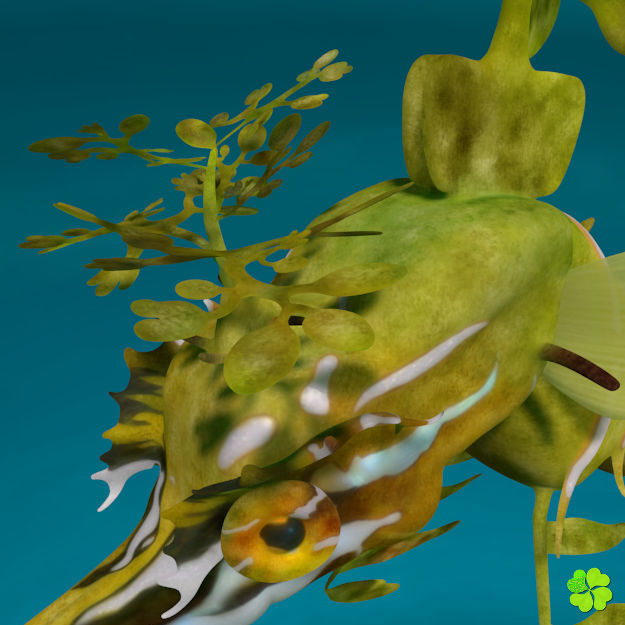 Leafy sea dragon rigged 3D model_23